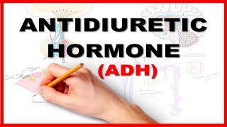 ADH (Antidiuretic Hormone) / Renal Physiology