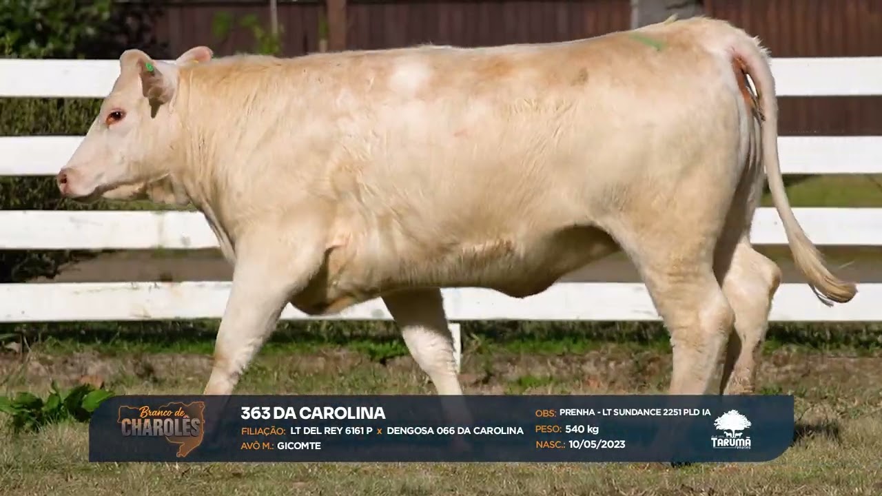 LOTE 39: Branco de Charolês (18/09/2025)