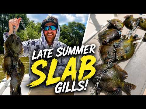 SLAB Bluegill EVERYWHERE! | Late Summer Fishing