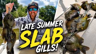 SLAB Bluegill EVERYWHERE! | Late Summer Fishing