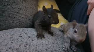 Adorable baby squirrels having a wrestling match