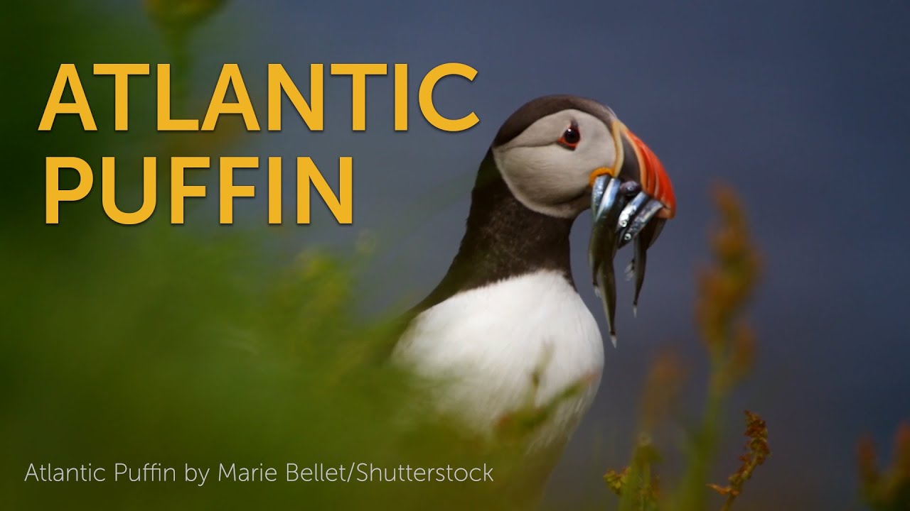 Puffin, Seabird, Atlantic, Atlantic Ocean