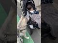 買い物中のママをパパと一緒に待つハスキーと弟　A Siberian Husky and little brother waiting for their mom while shopping.