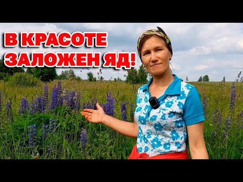 Видео: Почему в моем саду не растет люпин?