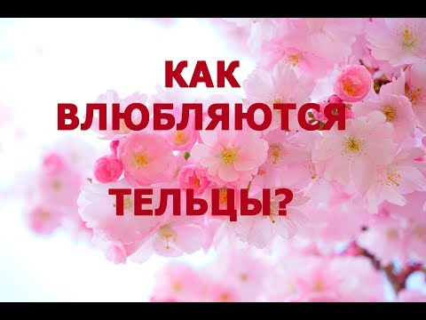 💕 КАК ВЛЮБЛЯЮТСЯ ТЕЛЬЦЫ?  ♉ ПОДАРКИ ДЛЯ ТЕЛЬЦОВ! 🍰