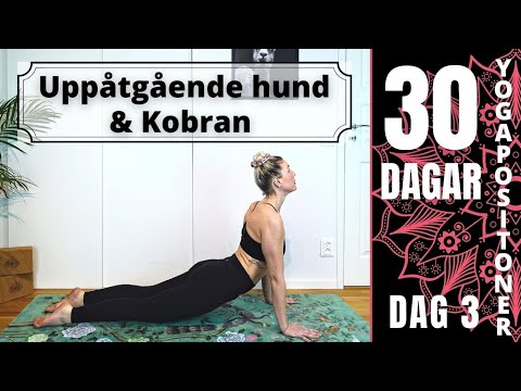 Video: 3 sätt att göra yoga med din hund