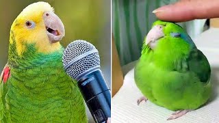 Smart And Funny Parrots Parrot Talking Videos Compilation (2024) - Cute Birds #10 by Parrots Fun TV 30,137 views 2 months ago 30 minutes