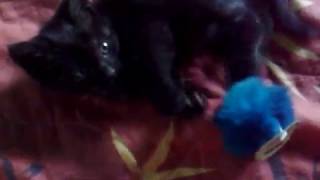 My cat BLACKY.mp4