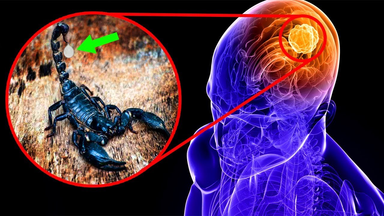 list of us presidents Most SURPRISING Ways Animals Help Us Treat Diseases!