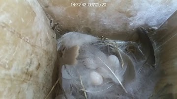 Tree Swallow Nest - Inside
