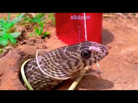 live snake | Suktarul vlogs is live #snake