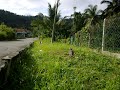 Amat Terkukur - Bh Ni Cukup Garang Isi Ada Anguk Pun Ada. Ingatkan Celeh