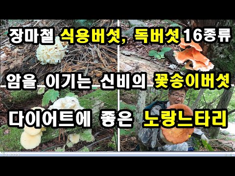 16 видов съедобных и ядовитых грибов в сезон дождей