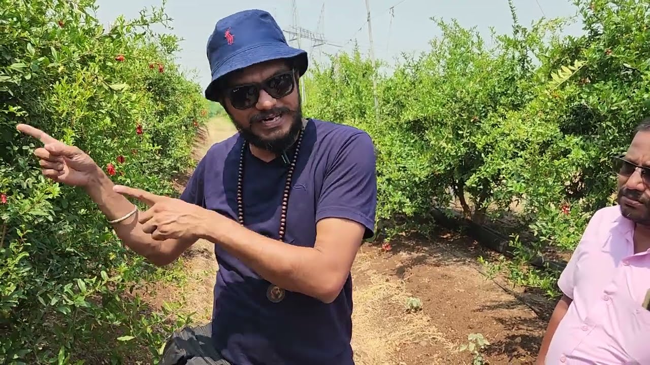 5266-1 अनार की खेती Pomegranate Farming, किसान पाठशाला FARMER SCHOOL