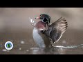 Photographing Wood Ducks | Bird Photography Tips | Backcountry Journeys