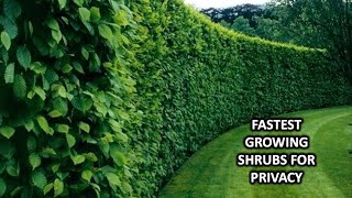 FAST GROWING SHRUBS AND BUSHES FOR CREATING PRIVACY