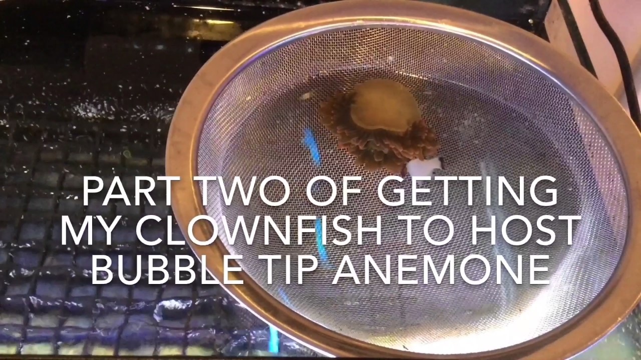 upload image PART TWO OF GETTING MY WYOMING WHITE CLOWNFISH TO HOST BUBBLE TIP ANEMONE!!
