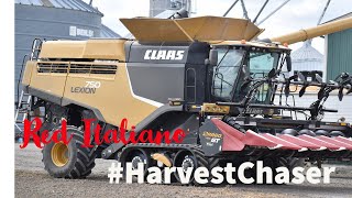 Red Italiano - Corn Harvest - CLAAS Lexion 750 APS Hybrid - Drago GT by Olimac #harvestchaser