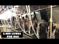 TIRANDO LEITE DAS NOSSAS VACAS, PRIMEIRA ORDENHA DO DIA!!