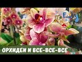 Орхидеи и не только! Обзор товаров для цветоводства в ТЦ "Колумбус" г.Хельсинки (Финляндия)