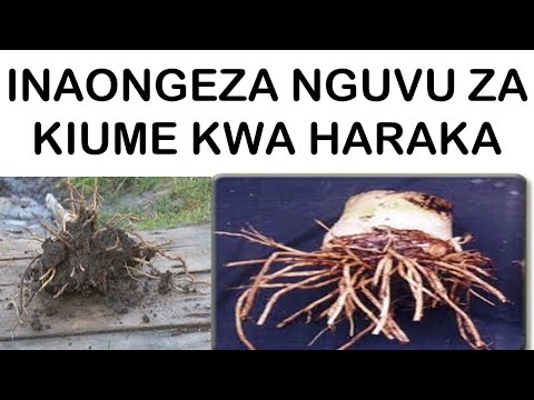 DAWA YA KUIMARISHA MISULI YA UUME