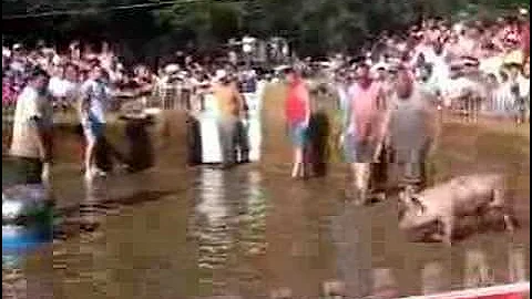 HOG WRESTLING