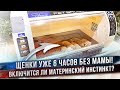 Щенки в хлебнице, а им нужная родная мать!