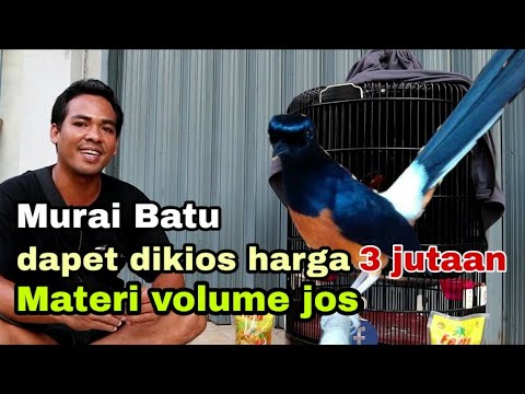 Murai batu Raja Basah maen apik walaupun di bawah diam