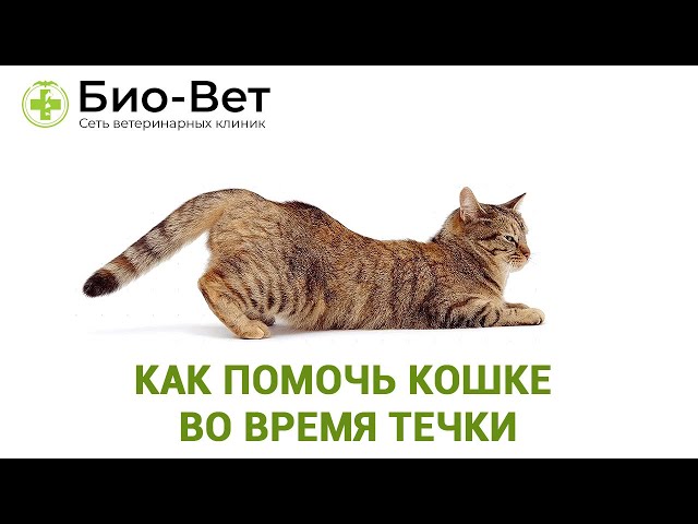 Течка У Кошек 😻 // Как Помочь Кошке Во Время Течки // Сеть Ветклиник  Био-Вет - YouTube