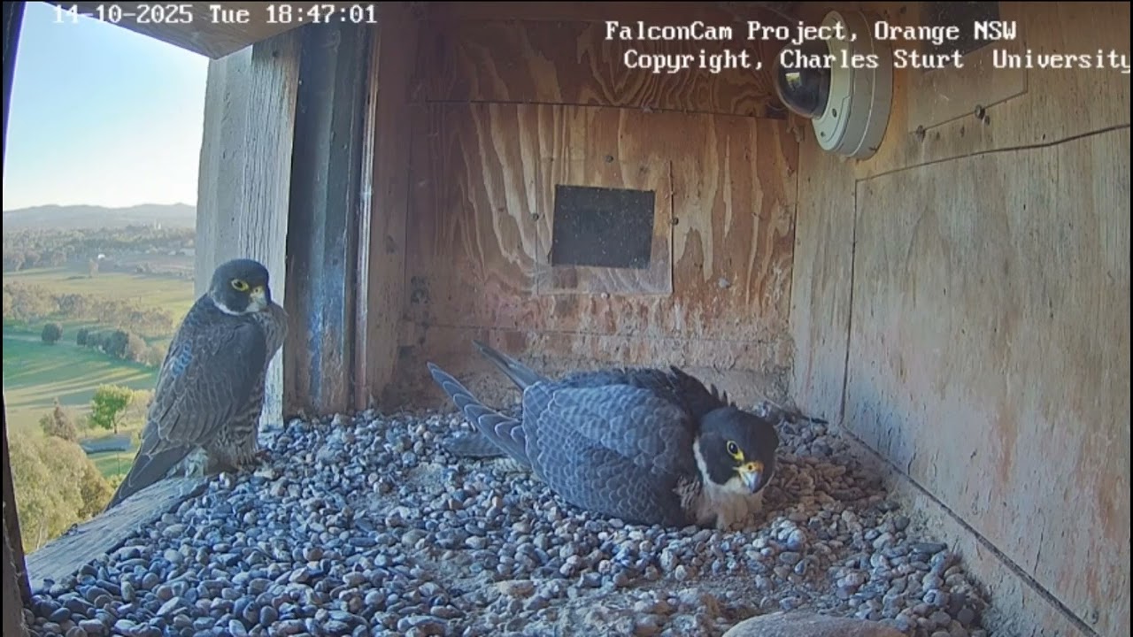 CSU Orange - watch and learn -  2025 10 14