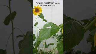 Nature’s reset, fresh clean air after the rain #nature #naturesbeauty #feelingfresh