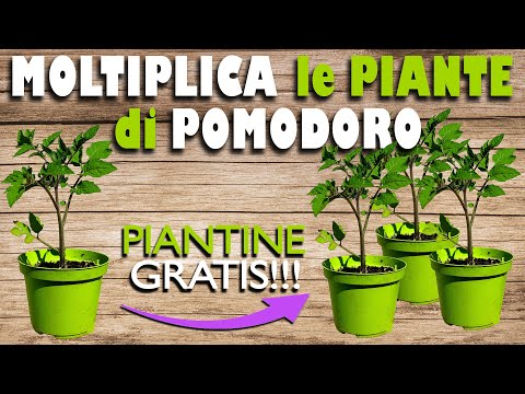 Video: Propagazione del pomodoro per talea - Come radicare talee di pomodoro