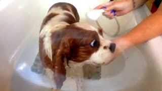Dinkys Turn For A Bath