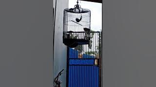 murai batu...panggil panggil Jokowi..