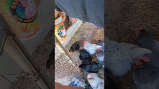 Morning Chicken Routine DuskHollow chickens chicken farm feeding rural rurallife morning