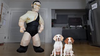 Dogs vs Giant Wrestler: Funny Dogs Maymo, Potpie &amp; Indie vs Wrestling Prank