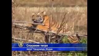 Спасение тигра в Индии Спасение тигра в Индии