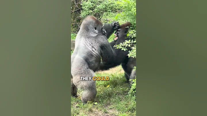 The Strength of the Silverback Gorilla #silverbackgorilla