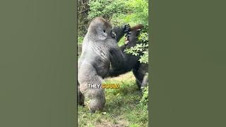 The Strength of the Silverback Gorilla #silverbackgorilla