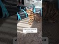 My rolling boy 🥰 #cats #bengalcats #naughtycats #catfluencer