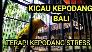 PANCINGAN KEPODANG BUNYI ❗ (Pereda Stress-Suara Paduan Koloni Kepodang Bali)