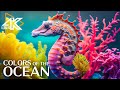 Aquarium 4K: Serene Underwater World - Relaxing Sleep Meditation with Coral Reef Fish