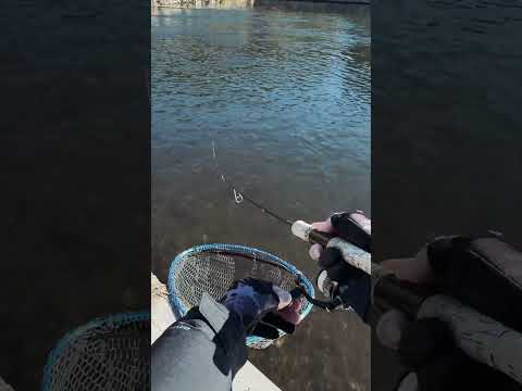 Japan Fishing ASMR - Trout Fight#135🎣