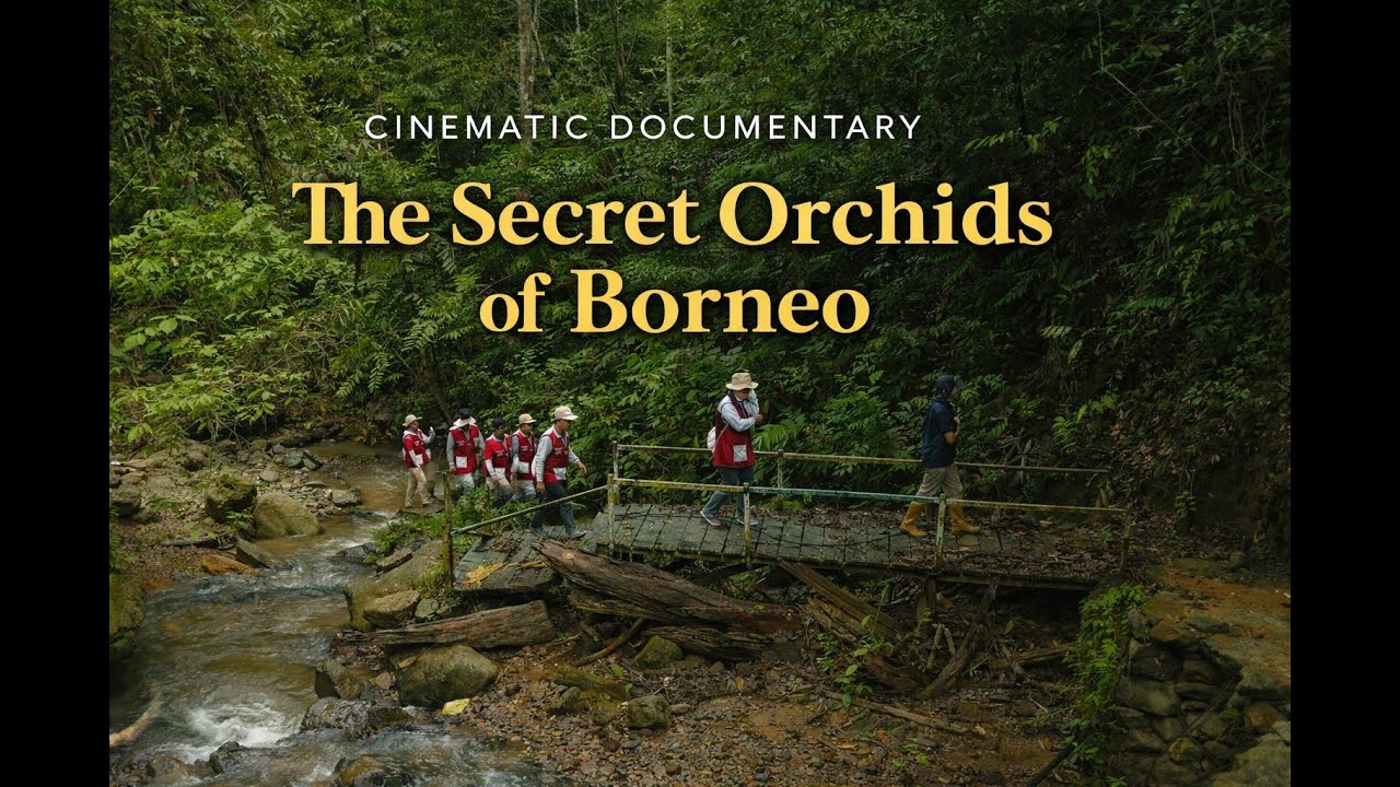 Hidden Orchid Conservation in Borneo | Balikpapan Botanical Garden