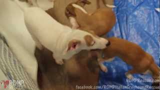 Italian Greyhound Puppies - ROMP Italian Greyhound Rescue