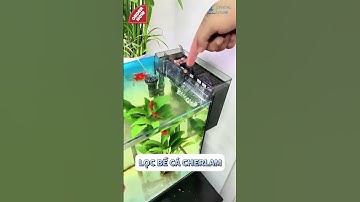 Lọc Treo Bể Cá Cherlam: Bí Quyết Giữ Cân Bằng Sinh Thái Trong Bể #locbeca #cacanh #loctreobeca