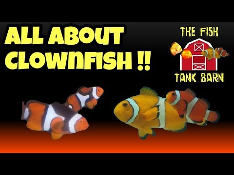 discus fish tank size The Fish Tank Barn Live Stream - All About Clownfish