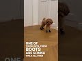 cavapoo snow boots 🥾