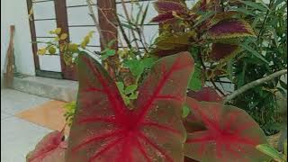 Doel Sumbang - Bade Kasaha