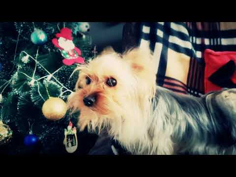 მოცარტი vs იორკშირელი